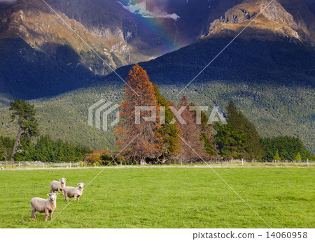 New Zealand landscape, South Island 14060958