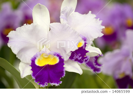 卡特蘭花 14065599