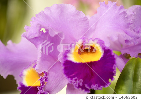 卡特蘭花 卡特蘭花 14065602