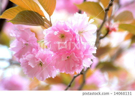 Kanzan (Sekiyama) cherry tree 14068131