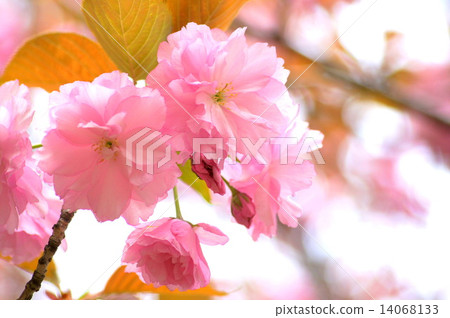 Kanzan (Sekiyama) cherry tree Kanzan (Sekiyama) cherry tree 14068133