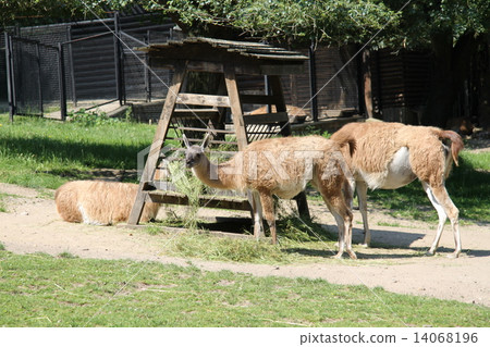 beautiful lamas alpaca in the zoo beautiful lamas alpaca in the zoo 14068196