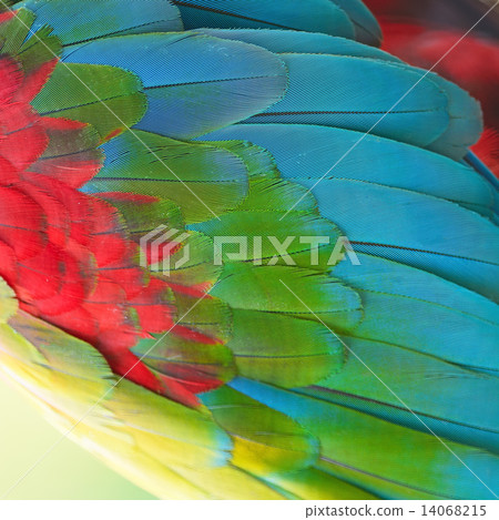 Greenwinged Macaw feathers 14068215