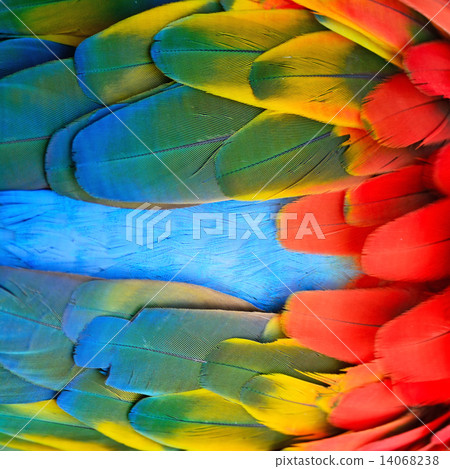 Scarlet Macaw feathers 14068238