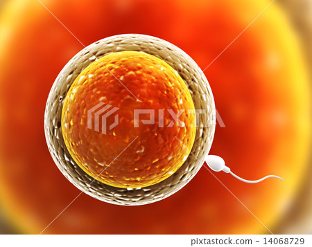Spermatozoon, floating to ovule 14068729