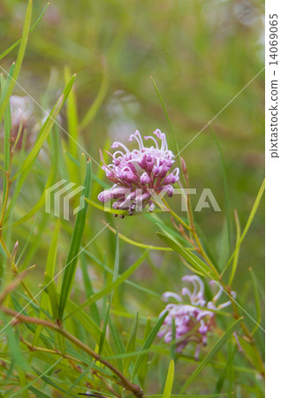 Pink Gurevira · Vertical 14069065