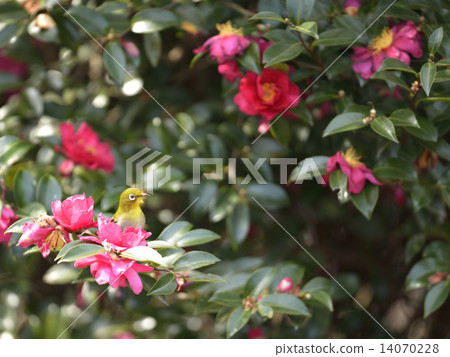 Sazanka and White-eye Sazanka and White-eye 14070228