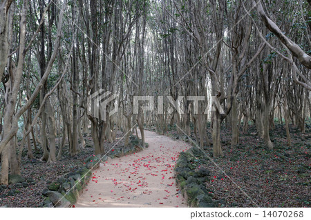 椿集團笠間 椿集團笠間 14070268