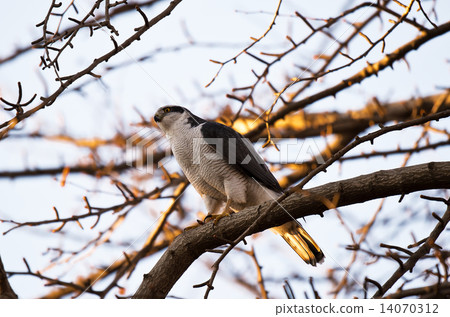 Otaka hunting Otaka hunting 14070312