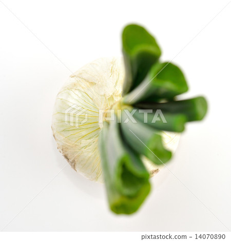 It is a new onion (white onion) from Shizuoka Prefecture (Hamamatsu city). For raw food. Purchased at the end of February. Caution) There may be dirty dust on the background white background. Please note on your purchase. 14070890
