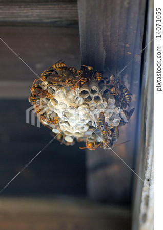 The nest of Ashana-nagi The nest of Ashana-nagi 14071055