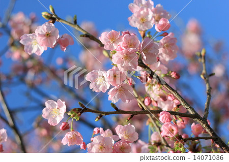 自然櫻花粉紅春天 自然櫻花粉紅春天 14071086