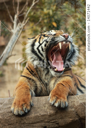 Talking mouth 14071442