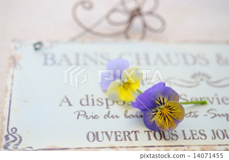 Viola and plate 14071455