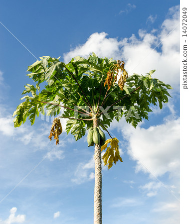 Papaya trees. 14072049