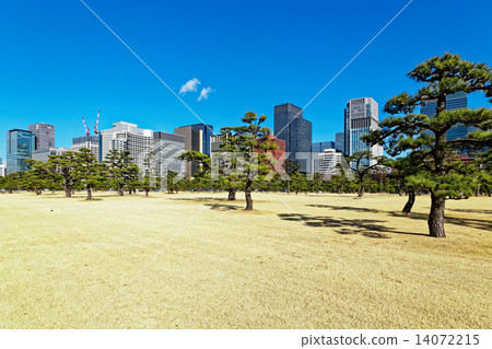 皇家外苑的一棵松樹,藍天蔓延,丸之內的摩天大樓群 皇家外苑的一棵松樹,藍天蔓延,丸之內的摩天大樓群 14072215
