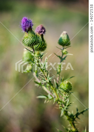 Stem thistle blooming buds 14072538