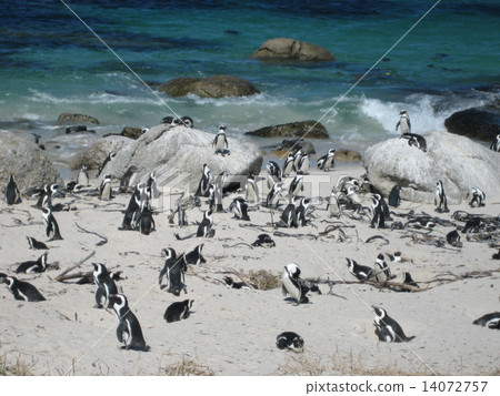 南非巨石灘 14072757