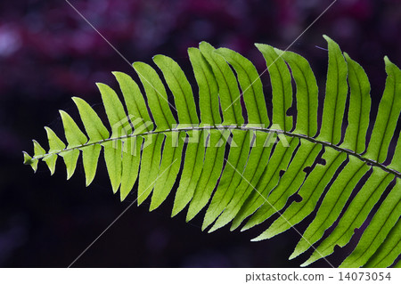 Green Fern in tropical forests. Green Fern in tropical forests. 14073054