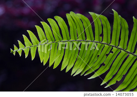 Green Fern in tropical forests. Green Fern in tropical forests. 14073055