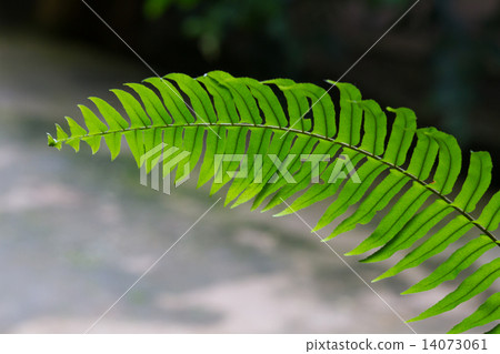 Green Fern in tropical forests. Green Fern in tropical forests. 14073061