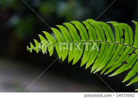 Green Fern in tropical forests. Green Fern in tropical forests. 14073062