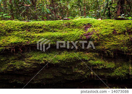 Moss growing in big fallen tree 14073086