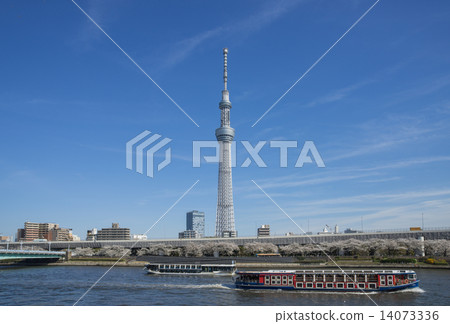 Sumidagawa櫻花樹和東京天空樹 Sumidagawa櫻花樹和東京天空樹 14073336
