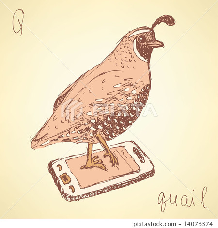 Sketch fancy quail in vintage style 14073374