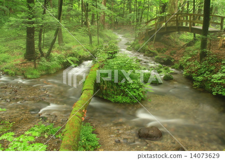 Misty mountain stream 14073629