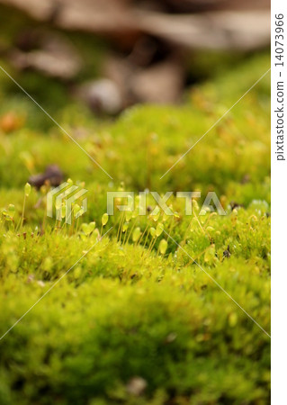 Gingoke Gingoke 14073966