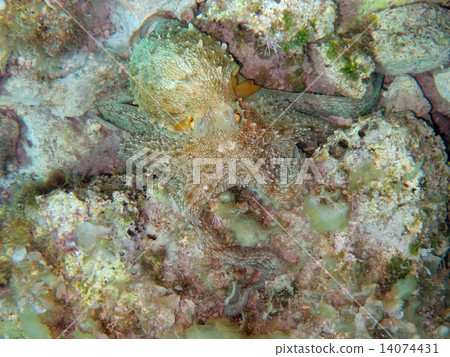 Mediterranean octopus Mediterranean octopus 14074431