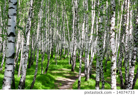 summer landscape with the forest and the sun 14074733