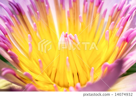 Macro pollen of pink lotus 14074932