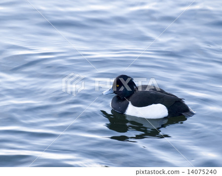 Swimming quinco Swimming quinco 14075240