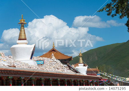 中國·青海省Tamaki Janamani Cholten 14075295