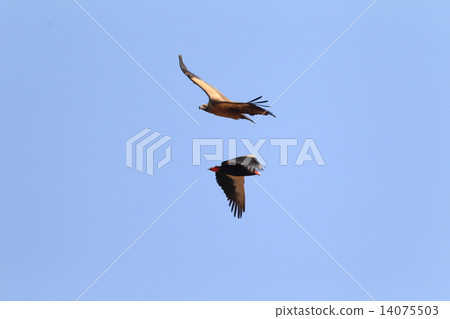 Koshiro vulture 14075503