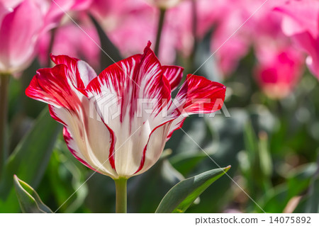 Tulip Tulip 14075892