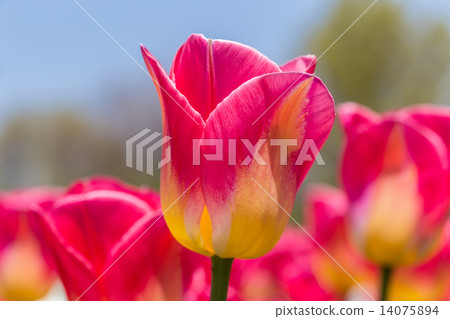 Tulip Tulip 14075894
