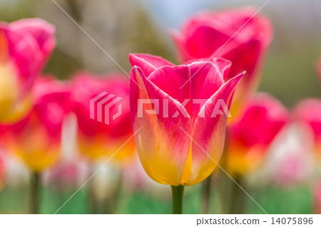 Tulip Tulip 14075896