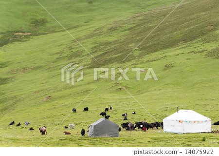 Rikutang pasture land in Sichuan Province, China 14075922