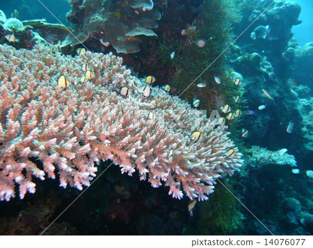Flock of Coral and Lidus cucumber Flock of Coral and Lidus cucumber 14076077