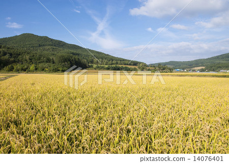 Rice cultivation in Hokkaido Rice cultivation in Hokkaido 14076401
