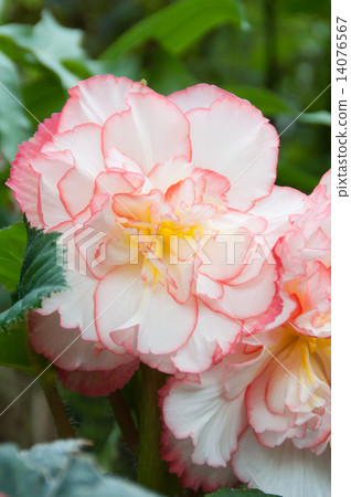 保加利亞海棠·康乃馨saki垂直 14076567