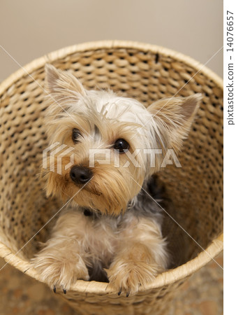 Yorkshire Terrier 14076657