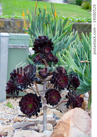 Aeonium black corporation vertical stock 14080529