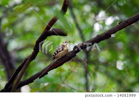 KOGERA KOGERA 14081999