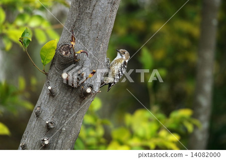 KOGERA KOGERA 14082000