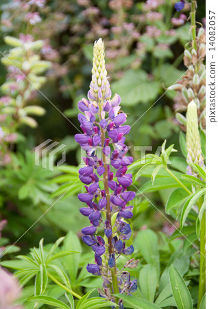 羽扇豆·紫色 14082057