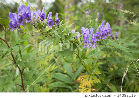 Torikabuto花 Torikabuto花 14082119